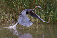 Purpurreiher (9 von 12).jpg